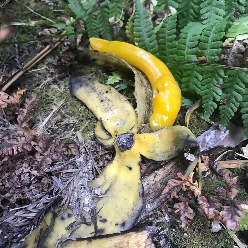 STOP Throwing Banana Peel On Hike Trail